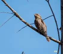 ╂鶅9{8暤f?鴷a綨?84