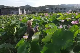 哈希游戏官网 -xsd6ik潮热6jxsrw6u